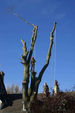Harrison Tree Care Felling