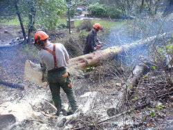 Harrison Tree Care Chainsaws
