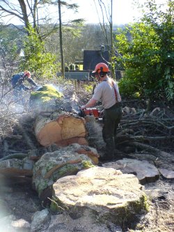 Harrison Tree Care Felling